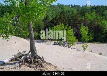 A tree with exposed roots growing on a sand dune with backdrop of woods at Sandbanks Dunes Beach, Prince Edward County, Ontario, Canada. Stock Photo