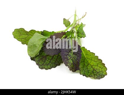 mustard leaf close up. Hybrid for salads. Lettuce mustard leaf on a white background. Freshly harvested red mustard leaves isolate. Useful spicy herbs Stock Photo