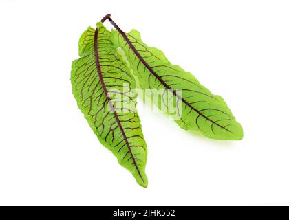 Red-veined sorrel top view. Fresh micro green sorrel leaves on white Background. green leaves with red veins. Fresh herbs for salad. Stock Photo