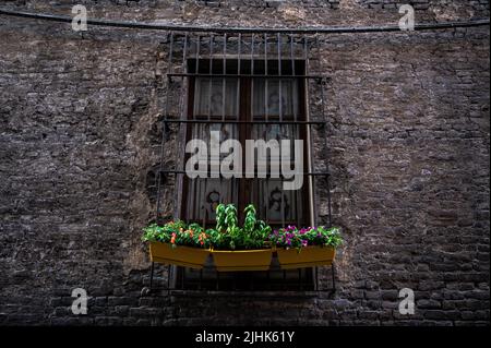 Basil plantas grow on a pot among flowers on a window in a street of Parma. Stock Photo