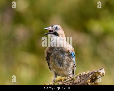 A young jay foraging with its parents in summer in mid Wales Stock Photo