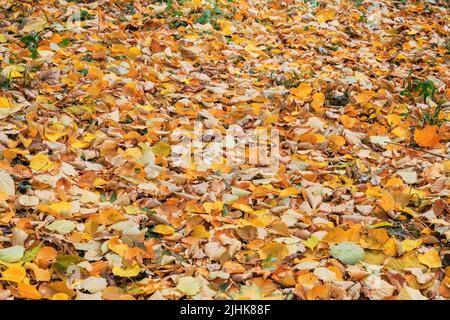 Golden leaves on ground in Autumn season. City autumn park. Outdoor. Foliage background.