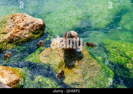 Ducklings swimming next to the duck. Duck is the common name for numerous species of waterfowl in the family Anatidae. Nago–Torbole, Trentino, Trentin Stock Photo