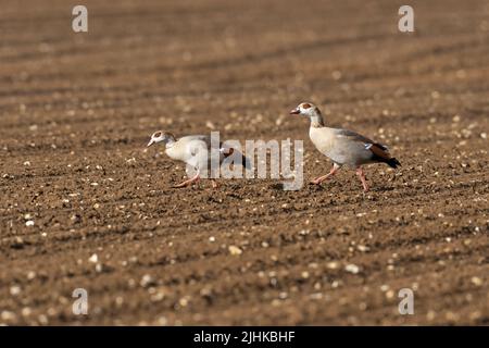 A pair of Egyptian geese-Alopochen aegyptiaca. Stock Photo