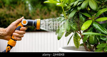 watering rhododendron plant with garden water hose nozzle. copy space Stock Photo