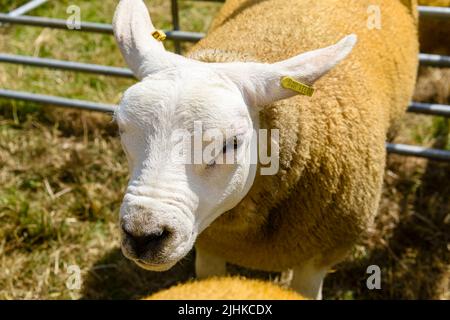 Texel sheep with gold sheep dip colouring in a pen at an agricultural ...