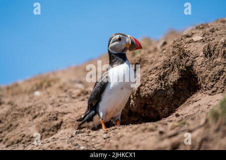 Atlantic Puffin standing on a cliff top outside its breeding burrow  on skomer island Stock Photo