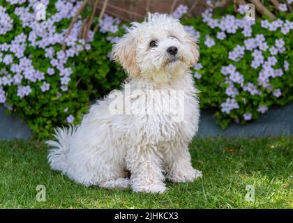 Poochon Puppy Stock Photo