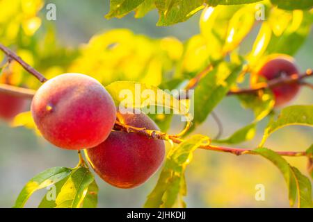 Ripe red peaches on a tree branch in the garden on a sunny day. Ripening seasonal fruits. Stock Photo