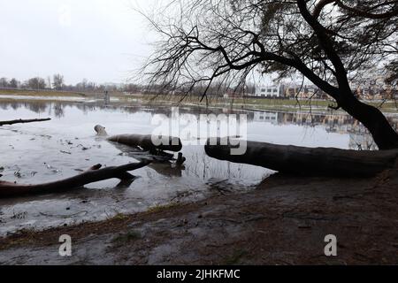 Pine forest after a storm, many fallen trees Stock Photo