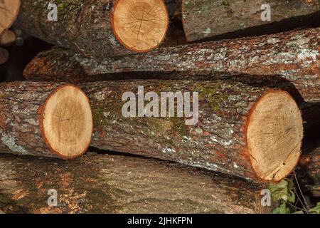 A bunch of big, sliced logs lying on the ground. Hardwood logs will be cut and pounded with an axe for further drying for heating of the house in wint Stock Photo