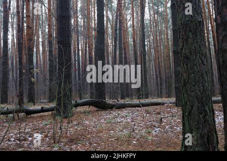 Pine forest after a storm, many fallen trees Stock Photo
