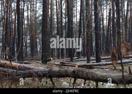 Pine forest after a storm, many fallen trees Stock Photo
