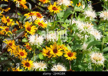 White, Monarda 'Snow White', Bergamot, Flowers, False sunflower, Heliopsis 'Burning Hearts', Blooms, Heliopsis helianthoides Stock Photo