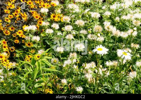 Herbaceous plants White, Monarda, False sunflower, Garden, Hardy, Perennials, Blooming, Colourful, Flowers Stock Photo