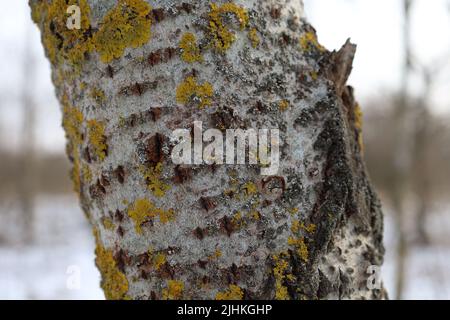 Aspen in the Winter Sunny Forest Stock Photo