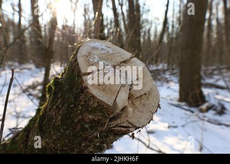 Sawn trees in the winter forest Stock Photo