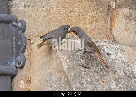 Black Redstart (Phoenicurus ochruros) adult feeding a juvenile Norwich UK GB July 2022 Stock Photo