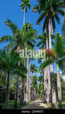 Avenue of Royal Palms, Jardim Botânico do Rio de Janeiro (Rio de Janeiro Botanical Gardens),  Rio de Janeiro, Brazil
