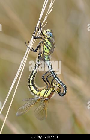 Hairy Dragonfly (Brachytron pratense) pair mating, Somerset, May, England Stock Photo