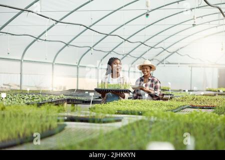 Two farmers walking through a greenhouse. African american farmer carrying a tray of plants. Two colleagues planning their planting strategy. Farmer Stock Photo