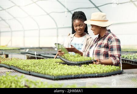 Young farmers collaborating. Coworkers planning in a garden on a digital tablet. Colleagues checking a tray of growing saplings. Coworkers planning in Stock Photo