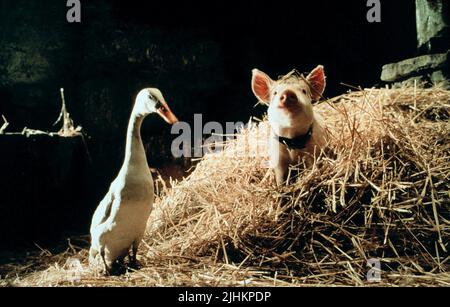 FERDINAND, BABE , BABE: PIG IN THE CITY, 1998 Stock Photo
