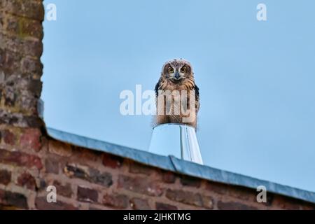 Eurasian eagle-owl (Bubo bubo), youngster on a metal chimney, Heinsberg, North Rhine-Westphalia, Germany Stock Photo