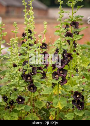 The dark maroon coloured flowers of Alcea rosea 'Nigra' commonly known as Hollyhocks growing in a UK garden. Stock Photo