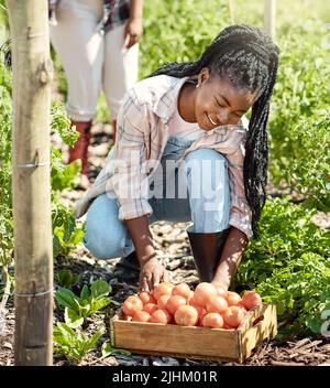 Happy farmer harvesting organic tomatoes. Young farmer harvesting raw, ripe tomatoes. African american farmer working in the garden. Farmer harvesting Stock Photo