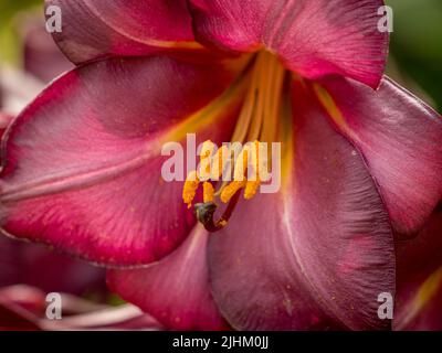 Red lily flower. Pistil and stamens with pollen close-up. Abstract ...