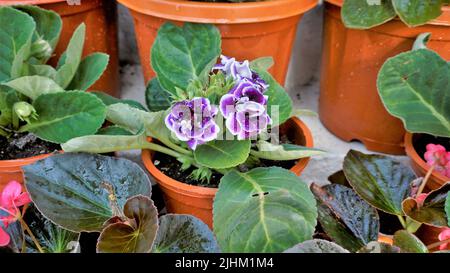 Closeup of beautiful flowers of Sinningia speciosa also known as Brazilian, Florist and Violet slipper gloxinia. Landscape and wallpaper background. Stock Photo