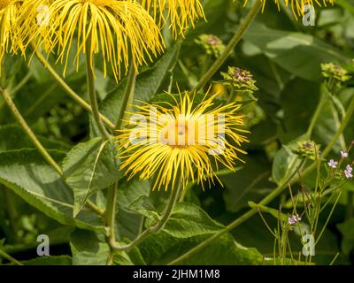 The shaggy yellow flowers of Inula magnifica growing in a UK garden. Stock Photo