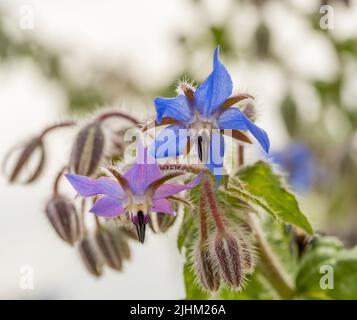 Closeup of blue and pink Borage flowers and buds growing in a UK garden. Stock Photo
