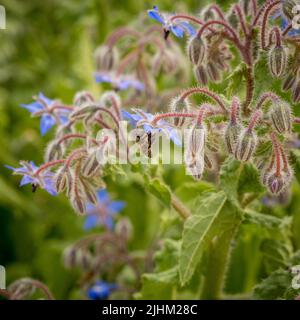 Closeup of a bee pollinating a blue Borage flower growing in a UK garden. Stock Photo