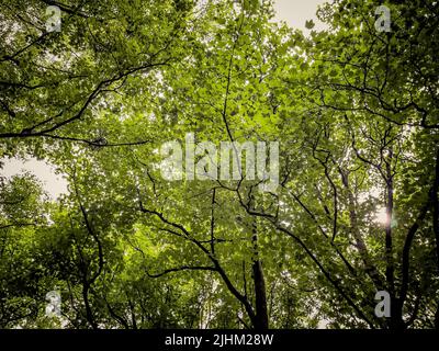 Looking up into a canopy of trees in a UK woodland. Stock Photo