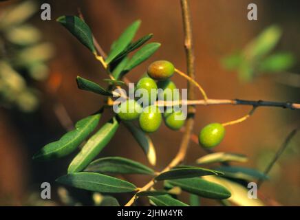 Olives growing on a tree branch in Italy. Farm products. Olive tree branch.  Import tariffs on foreign goods. Trade Europe Stock Photo