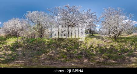 360 degree panoramic view of full seamless spherical hdri 360 panorama view in cherry blooming garden with  in equirectangular projection, VR content,