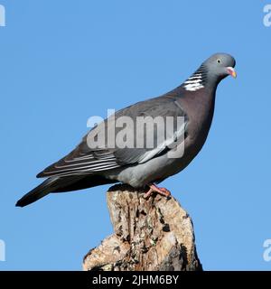 Woodpigeon (Columba palumbus) Stock Photo