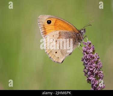 Meadow Brown (Maniola jurtina) Butterfly Stock Photo