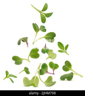 Microgreen leaves isolated on white background Stock Photo