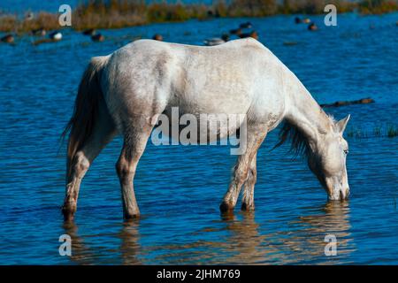 Young mare standing in the water . White horse drinking water Stock Photo