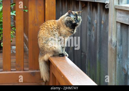 A tricolor cat, with green eyes, sits on a fence Stock Photo