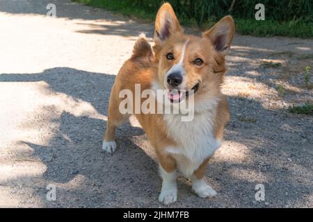 The Pembroke Welsh Corgi is a herding dog breed that originated in Pembrokeshire, Wales. Stock Photo