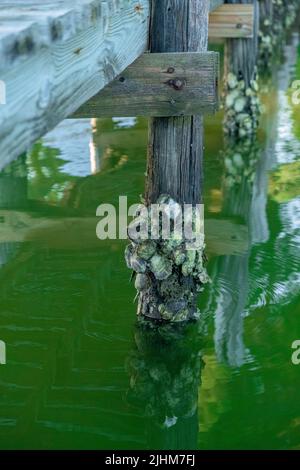Oysters growing on the wooden surface of a dock’s pilings in a southern Virginia inlet where algae has bloomed. Oysters are efficient filter feeders. Stock Photo