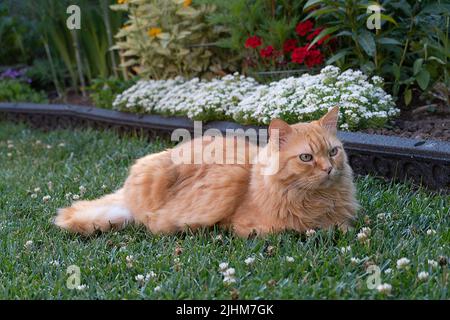 A beautiful red cat lies on the green grass carefully watching the birds Stock Photo