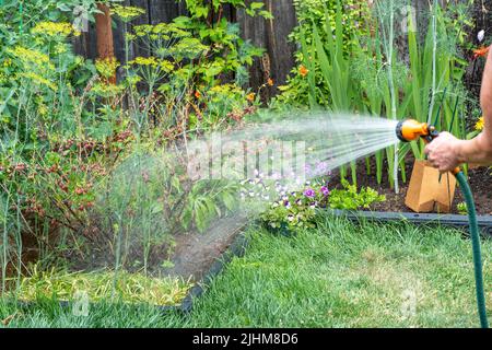 Watering gooseberries from a soft water hose with a sprinkler Stock Photo