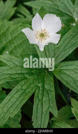 Meadow anemone and its leaves after a spring morning rain at Lilydale Regional Park in St. Paul, Minnesota USA. Stock Photo