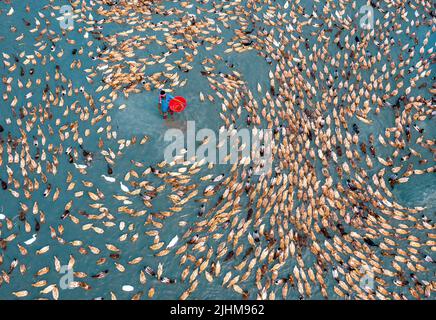 Khaki Campbell ducks rush in circle as workers feed them on a farm, aerial top view. Duck farm, bird movement, rural scene, drone shot, feeding time Stock Photo