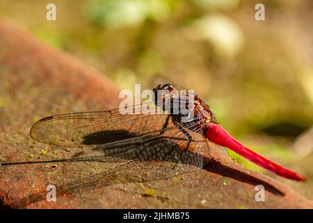A dragonfly perched on a red brick wall, blurred green foliage background Stock Photo